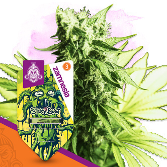 Sticky Beast (Zamnesia Seeds) feminizowane