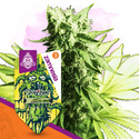 Sticky Beast (Zamnesia Seeds) feminizowane