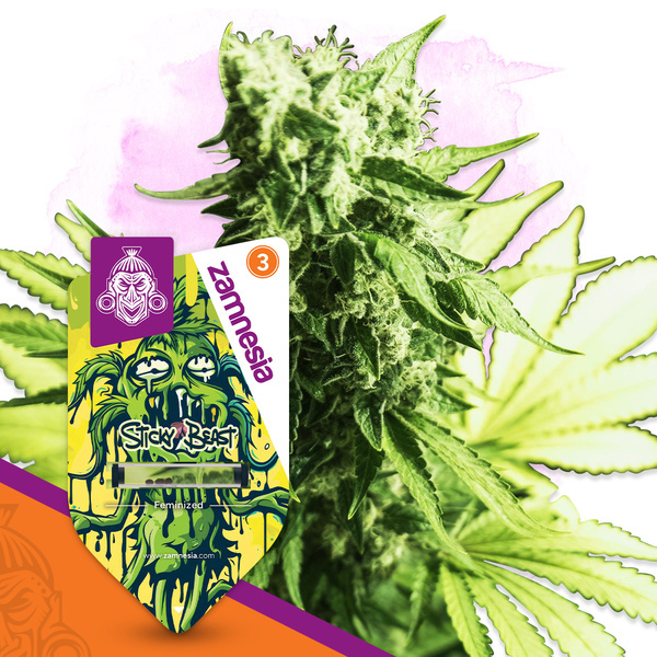 Sticky Beast (Zamnesia Seeds) feminizowane