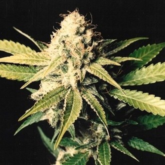 Shark Shock (Mr. Nice) regularne