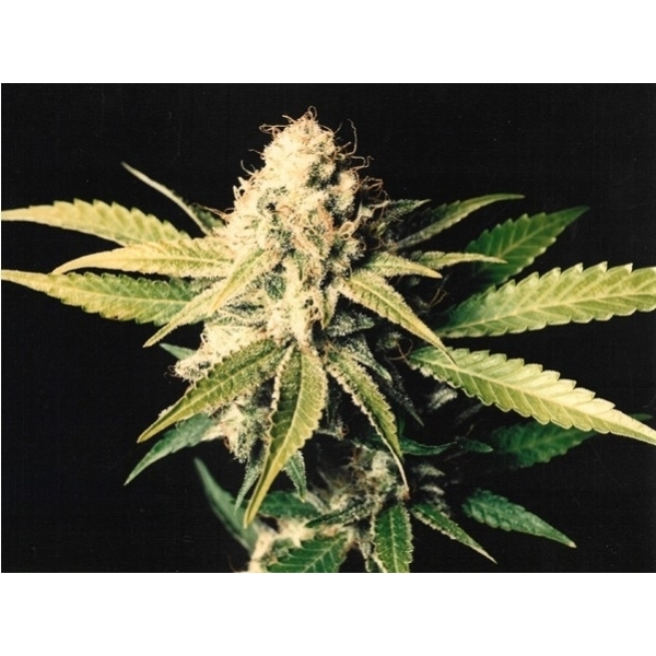 Shark Shock (Mr. Nice) regularne