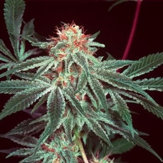 Shark Shock (Mr. Nice) regularne