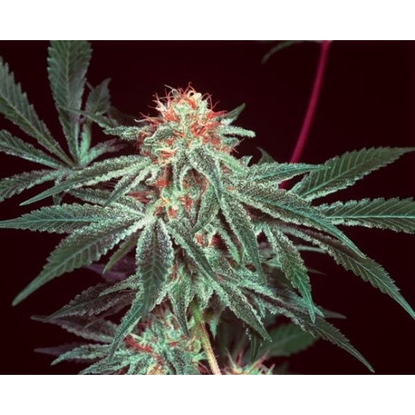 Shark Shock (Mr. Nice) regularne