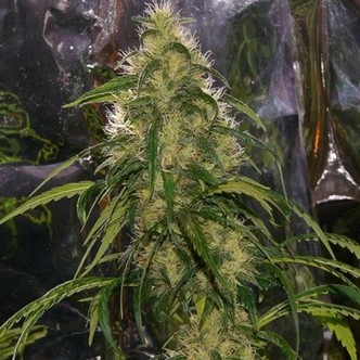 Shit (Mr. Nice) regularne