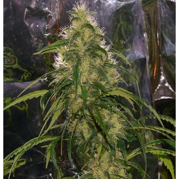 Shit (Mr. Nice) regularne