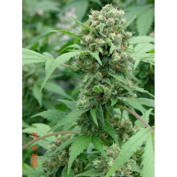 Shit (Mr. Nice) regularne