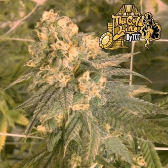 Mint Milano (Cali Connection) feminizowane