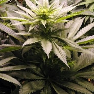 Spice (Mr. Nice) regularne