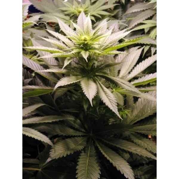 Spice (Mr. Nice) regularne