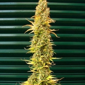 Spice (Mr. Nice) regularne