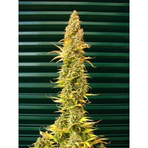 Spice (Mr. Nice) regularne