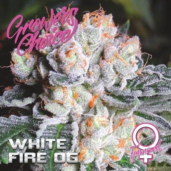 White Fire OG (Growers Choice) Feminizowane