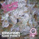 Banana Sherbet (Growers Choice) feminizowane