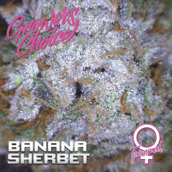 Banana Sherbet (Growers Choice) feminizowane
