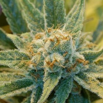 Super Silver Haze (Mr. Nice) regularne