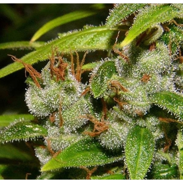 Super Silver Haze (Mr. Nice) regularne