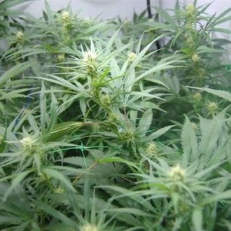 Super Silver Haze (Mr. Nice) regularne