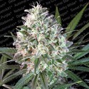 Space Cookies (Paradise Seeds) Feminizowane