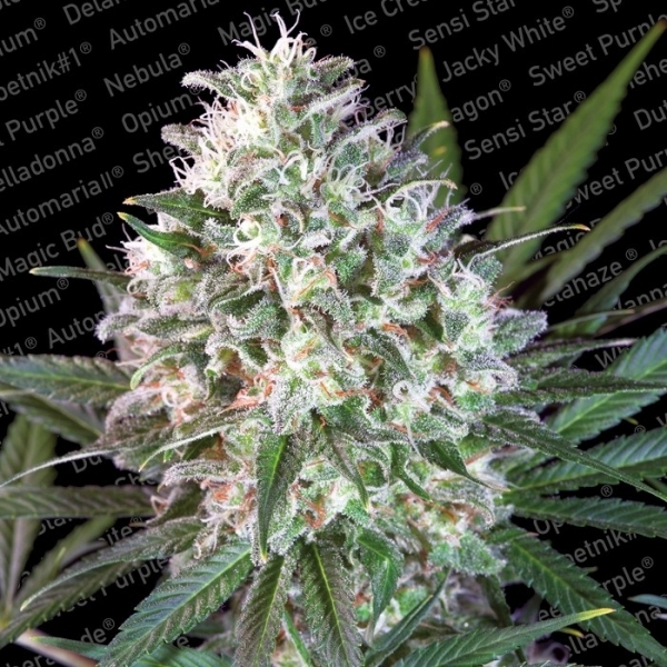 Space Cookies (Paradise Seeds) Feminizowane