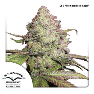 CBD Auto Charlotte's Angel (Dutch Passion) Feminizowane