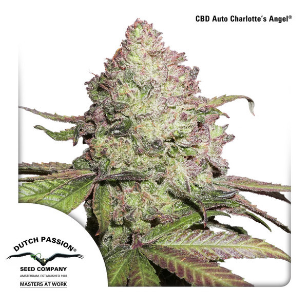 CBD Auto Charlotte's Angel (Dutch Passion) Feminizowane