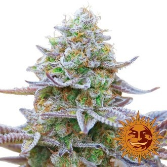 Gorilla Zkittlez (Barney's Farm) feminizowane
