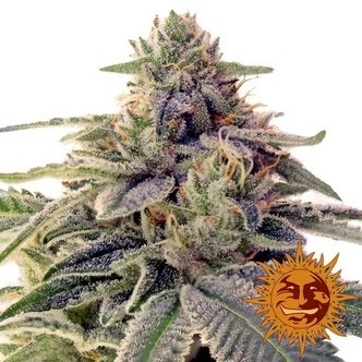 Shiskaberry (Barney's Farm) Feminizowane