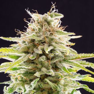 Super OG Kush (Kannabia) feminizowane