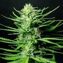 Cinderellas (Sumo Seeds) feminizowane