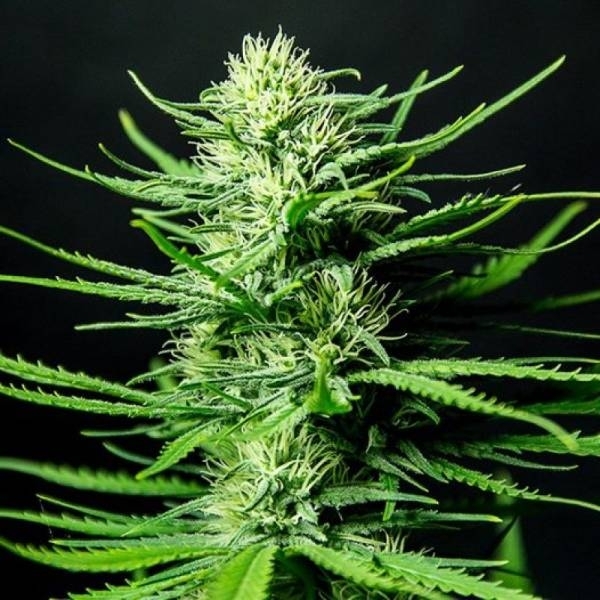 Cinderellas (Sumo Seeds) feminizowane