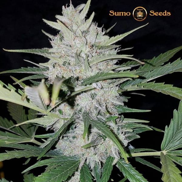 White Cheese Automat (Sumo Seeds) feminizowane