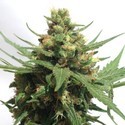 OG Kush Automat (Sumo Seeds) feminizowane