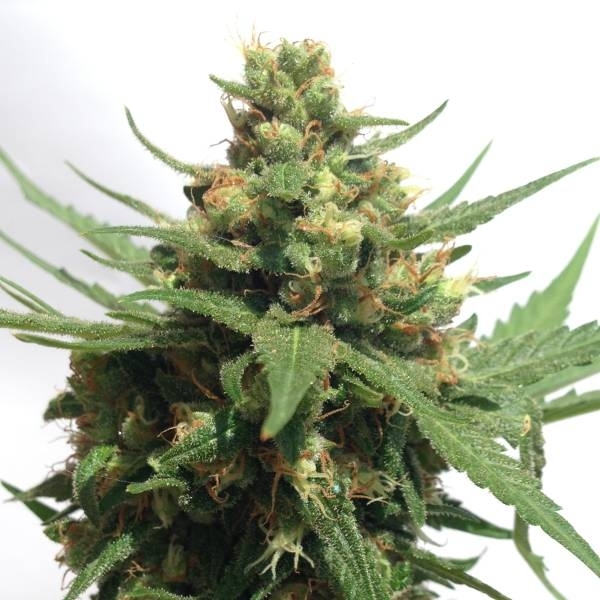 OG Kush Automat (Sumo Seeds) feminizowane