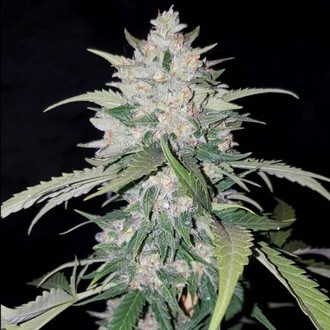 AK Full Auto (Sumo Seeds) feminizowane