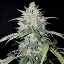 AK Full Auto (Sumo Seeds) feminizowane