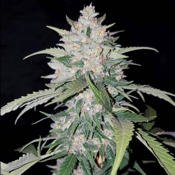 AK Full Auto (Sumo Seeds) feminizowane