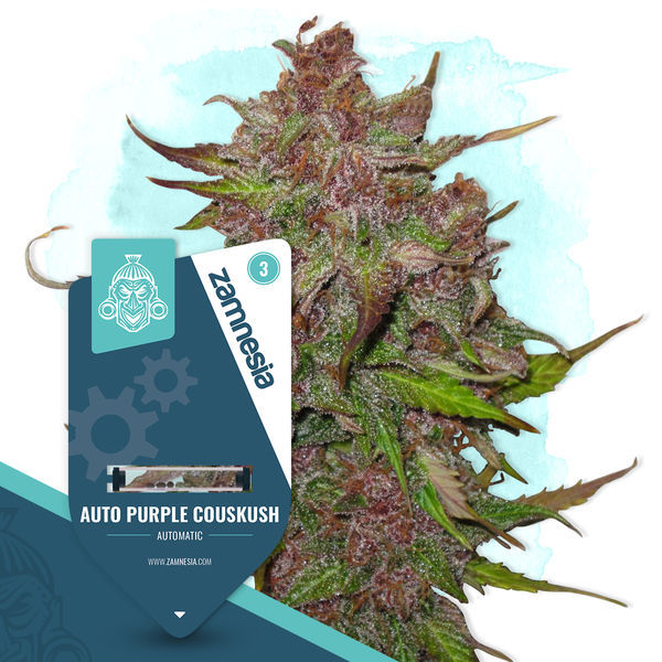 Auto Purple CousKush (Zamnesia Seeds) feminizowane