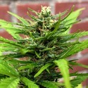 Auto Anthrax (BSB Genetics) Nasiona marihuany feminizowane
