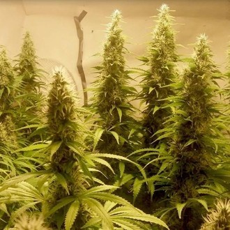 Cali Dream (BSB Genetics) feminizowane