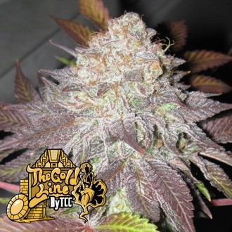 Fruit Cup (Cali Connection) feminizowane