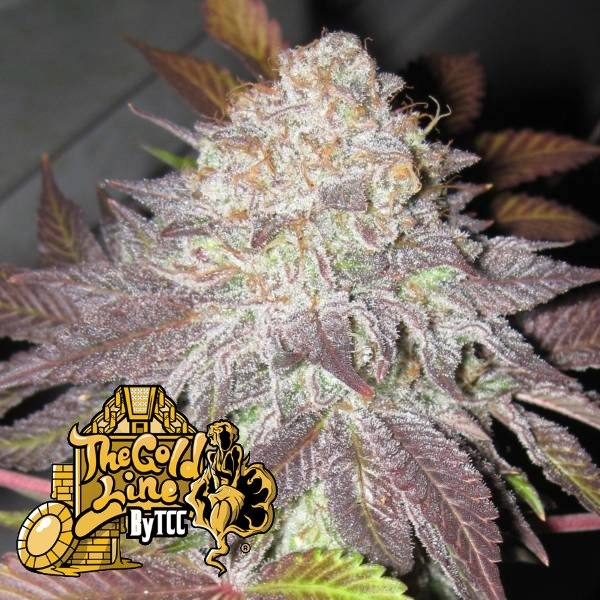 Fruit Cup (Cali Connection) feminizowane