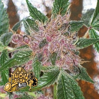 Cherries Jubilee (Cali Connection) feminizowane