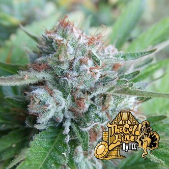 Bellini (Cali Connection) feminizowane