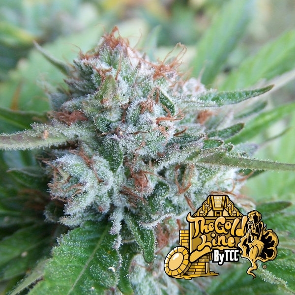 Bellini (Cali Connection) feminizowane