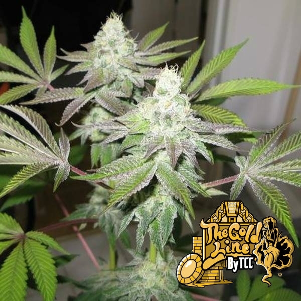 78 (Cali Connection) nasiona marihuany feminizowane