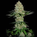 Silver Buddha Haze (Sumo Seeds) feminizowane