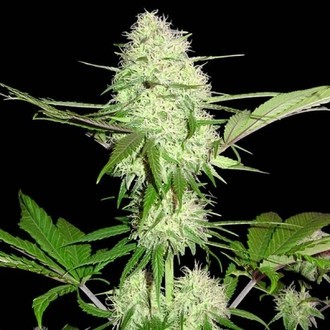 Silver Buddha Haze (Sumo Seeds) feminizowane