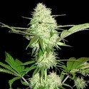 Silver Buddha Haze (Sumo Seeds) feminizowane