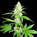 Amnesia Ganja Haze (Sumo Seeds) feminizowane