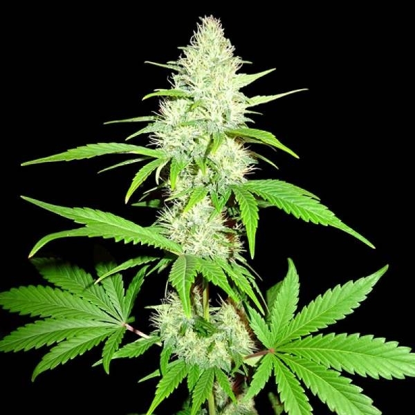 Amnesia Ganja Haze (Sumo Seeds) feminizowane